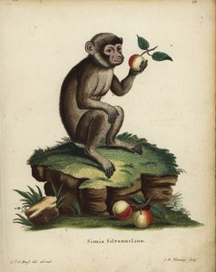 makak barbarský, Macaca sylvanus. Ohrožený druh. Simia silvanus Linn. Ručně kolorovaná mědirytina C. D. Henninga podle ilustrace C. J. G. Reusse z knihy Johanna Christiana Daniela Schrebera Animal Illustrations after Nature. od Unbekannter Künstler