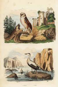 Sova pálená, Tyto alba a kajka kajka, Somateria mollissima od Unbekannt