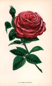 Růže Baron de Gonella, odrůda růže Ile-Bourbon, vyšlechtěná panem Guillotem starším v Lyonu v roce 1859. Chromolitografie nakreslená a litografovaná podle přírody F. Grobonem podle knihy Hippolyte Jamaina a Eugena Forneyho "Les Roses", Paříž, J. Rothschild od Unbekannter Künstler