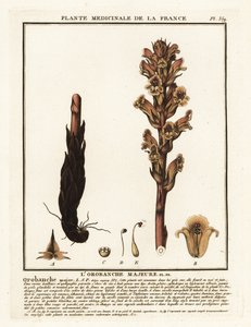 Svízel obecný; Orobanche caryophyllacea. od Unbekannter Künstler