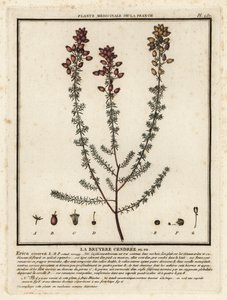Bell vřes, Erica cinerea. od Unbekannter Künstler