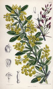 Berberis lycium, dřišťálový keř se žlutými květy ze západního Himálaje. Kresba Matildy Smith (1854-1926), litografie E. Bates v Curtis Botanical Magazine, autor Joseph Dalton Hooker, vydáno v Londýně, Anglie, L. Reeve and Co. od Unbekannter Künstler