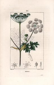 Berce ou charavie - Rytina od Lamberta filse, podle kresby Pierra Jeana Francoise Turpina (1775-1840), z knihy La flore medicale, de Chaumeton, Poiret et Chamberet, Paris 1830 - Hogweed or cow pastsnip, Heracleum sphondylium - Rytina od Lamberta J. S. od Unbekannter Künstler