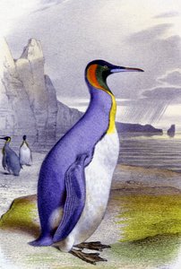 Velký tučňák, asi 1850 (litografie) od Unbekannter Künstler