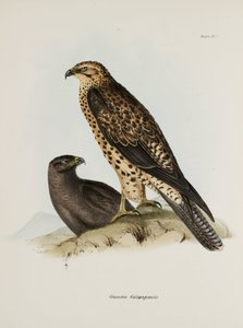 Draví ptáci, Galapágy, c 1832-1836 od Unbekannt