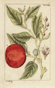 Hořký pomeranč nebo sevillský pomeranč, Citrus x aurantium. od Unbekannter Künstler