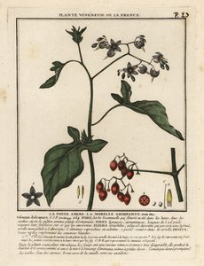 Hořkosladká nocovka, Solanum dulcamara. od Unbekannter Künstler