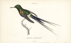 Trnucha černobřichá, Discosura langsdorffi (kolibřík Langsdorffův, Trochilus langsdorffii). Ručně kolorovaná ocelorytina Williama Lizarse z Naturalist