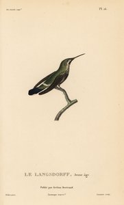 Trnucha černopásá, Discosura langsdorffi (Ornismya langsdorfii). Nedospělý. Ručně kolorovaná ocelorytina od Coutanta podle ilustrace Jeana-Gabriela Pretreho z knihy Rene Primevere Lessona Natural History of the Colibri Genus of Hummingbirds. od Unbekannter Künstler