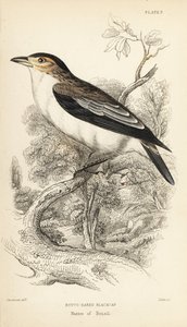 Tityra černohlavá, Tityra inquisitor (Psaris erythrogenys). Ručně kolorovaná ocelorytina Williama Lizarse podle ilustrace Williama Swainsona z Naturalist