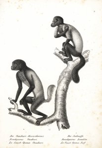 Uakari černohlavý, Cacajao melanocephalus ouakary (Brachyurus ouakari) a saki hnědý, Chiropotes israelita (Brachyurus israelita). Litografie Karla Josepha Brodtmanna z knihy Heinricha Rudolfa Schinze Ilustrovaný přírodopis zvířat, Z od Unbekannter Künstler