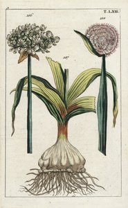 Česnek černý, Allium nigrum 186, a cibule, Allium cepa, cibule 187 a květ 188. Ručně kolorovaná mědirytina botanické ilustrace z knihy G. T. Wilhelma "Unterhaltungen aus der Naturgeschichte" (Encyklopedie přírodních dějin). od Unbekannter Künstler