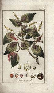 Černý pepř (Piper nigrum). Litografie z knihy "Afbeelding der Artseny-Gewassen" od Johannese Zorna (1739-1799), Nizozemsko. od Unbekannter Künstler