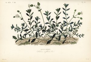Močový měchýř, Silene vulgaris, Silene inflata, Silene vybouleniny od Unbekannt