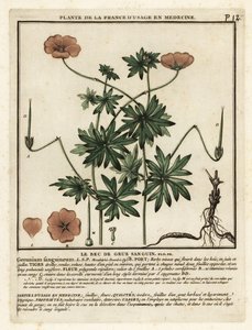 Jeřábovka krvavá, Geranium sanguineum. od Unbekannter Künstler