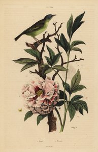 vějíř modrohlavý, Rhipidura cyaniceps 1 a pivoňka, Paeonia suffruticosa 2 od Unbekannt