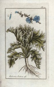 Botanický název: Endivie, Cichorium endivia. Ručně kolorovaná mědirytina z knihy Johannese Zorna "Afbeelding der Artseny-Gewassen", Jan Christiaan Sepp, Amsterdam. od Unbekannter Künstler