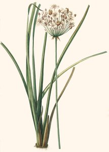 Botanická ilustrace/Rdoute/Butomus umbellatus/Umbelly Butome/Květinový náramek od Unbekannt