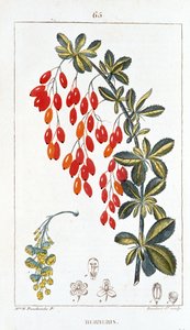 Botanická deska/Berberis sp/Barberry páteř od Unbekannt