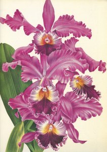 Botanická deska/Cattleya labiata var. Perfecta/Lindenia od Unbekannt
