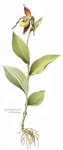 Botanická deska/Cypripedium calceolus/Venušino kopyto od Unbekannt
