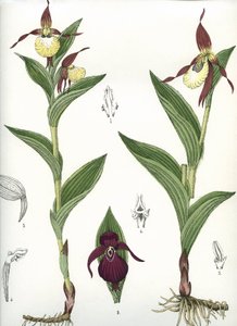 Botanická deska/Cypripedium calceolus/Venušino kopyto od Unbekannt