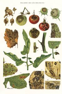 Botanická deska/nemoci ovocné zeleniny od Unbekannt