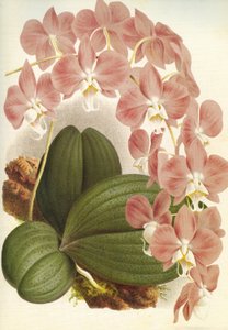 Botanická deska/Phalaenopsis sanderiana/Lindenia od Unbekannt