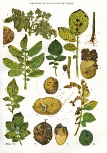 Botanická deska/Nemoci brambor/Solanum tuberosum od Unbekannt