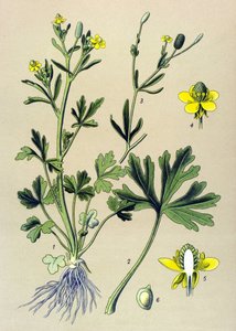 Botanická deska. Venenózní (toxický): Pryskyřník scelerát nebo pryskyřník celerový (Ranunculus sceleratus) od Unbekannter Künstler