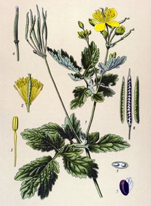 Botanická deska. Venenózní (toxická) a léčivá rostlina: Chelidoin nebo velký chelidoin (Chelidonium majus) od Unbekannter Künstler
