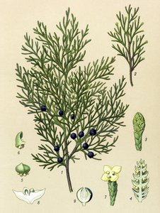 Botanická deska. Venenózní (toxická) a léčivá rostlina: Sabine jalovec (Juniperus sabina) od Unbekannter Künstler