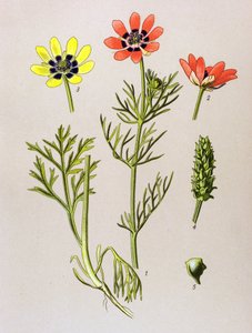 Botanická deska. Venenózní (toxická) a léčivá rostlina: Adonis aestivalis (Adonis aestivalis) od Unbekannter Künstler