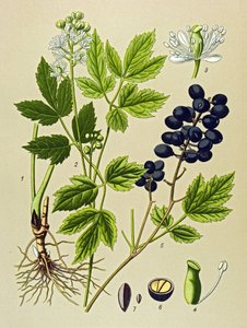 Botanická deska. Venenózní (toxická) a léčivá rostlina: Adonis aestivalis (Adonis aestivalis) od Unbekannter Künstler