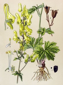 Botanická deska. Venenózní (jedovatá) a léčivá rostlina: zabiják vlků nebo zabiják vlků (Aconitum lycoctonum) od Unbekannter Künstler