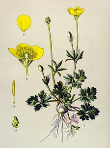 Botanická deska. Žilnatá rostlina (toxická): Pryskyřník baňatý nebo zlatý pupen (Ranunculus bulbosus) od Unbekannter Künstler