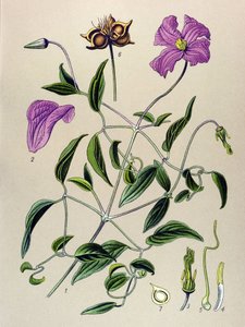 Botanická deska. Venenózní rostlina (toxická): Plamének plamének nebo nepravá réva (Clematis viticella) od Unbekannter Künstler