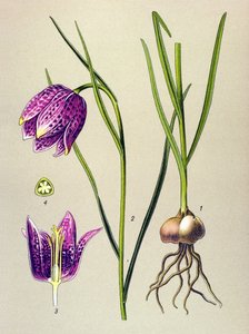 Botanická deska. Venenózní rostlina (toxická): perlička nebo „perlička“ (Fritillaria meleagris) od Unbekannter Künstler