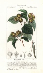 Botanická tabule: lískový oříšek a líska - americká líska, Corylus americana, pocházející ze Severní Ameriky. Ručně kolorovaná mědirytina z Jussieuova "Slovníku přírodních věd", 1837. Rytina Stanghi, kresba Pierre Jean-Francois T od Unbekannter Künstler