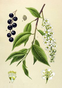Botanická deska, rostlina: Třešeň (Prunus padus) od Unbekannter Künstler