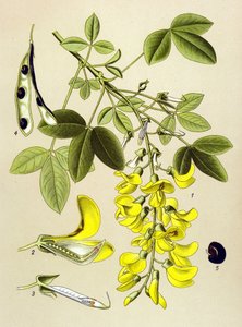 Botanická deska, rostlina: Běžná cytitida nebo Falešný eben (Cytisus Laburnum) od Unbekannter Künstler