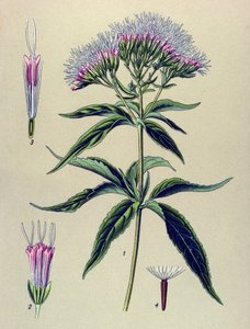 Botanická deska, rostlina: Eupatorium konopí (Eupatorium cannabinum) od Unbekannter Künstler