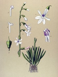 Botanická deska, rostlina: Lobelia (Lobelia dortmanna) od Unbekannter Künstler