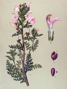 Botanická deska, rostlina: Pedicular bahenní (Pedicularis palustris) od Unbekannter Künstler