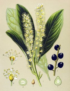 Botanická deska, rostlina: třešňový záliv (Prunus Laurocerasus) od Unbekannter Künstler
