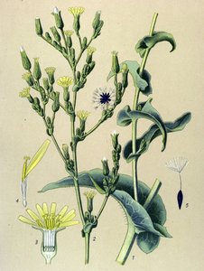 Botanická deska, rostlina: hlávkový salát nebo planý salát (Lactuca virosa) od Unbekannter Künstler