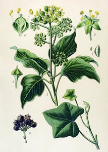 Botanická deska, jedovatá a léčivá rostlina: břečťan popínavý nebo břečťan obecný (Hedera helix) od Unbekannter Künstler
