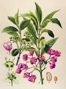Botanická deska, jedovatá rostlina: dřevěné uhlí evropské (Euonymus europaeus) od Unbekannter Künstler