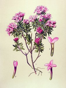 Botanická deska, jedovatá rostlina: velbloud nebo alpský velbloud (Daphne Cneorum) od Unbekannter Künstler