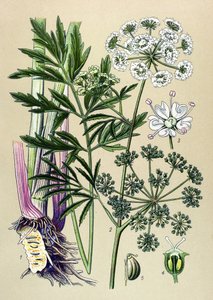 Botanická deska, jedovatá (toxická) a léčivá rostlina: Vodní jedlovec (Cicuta virosa). od Unbekannter Künstler